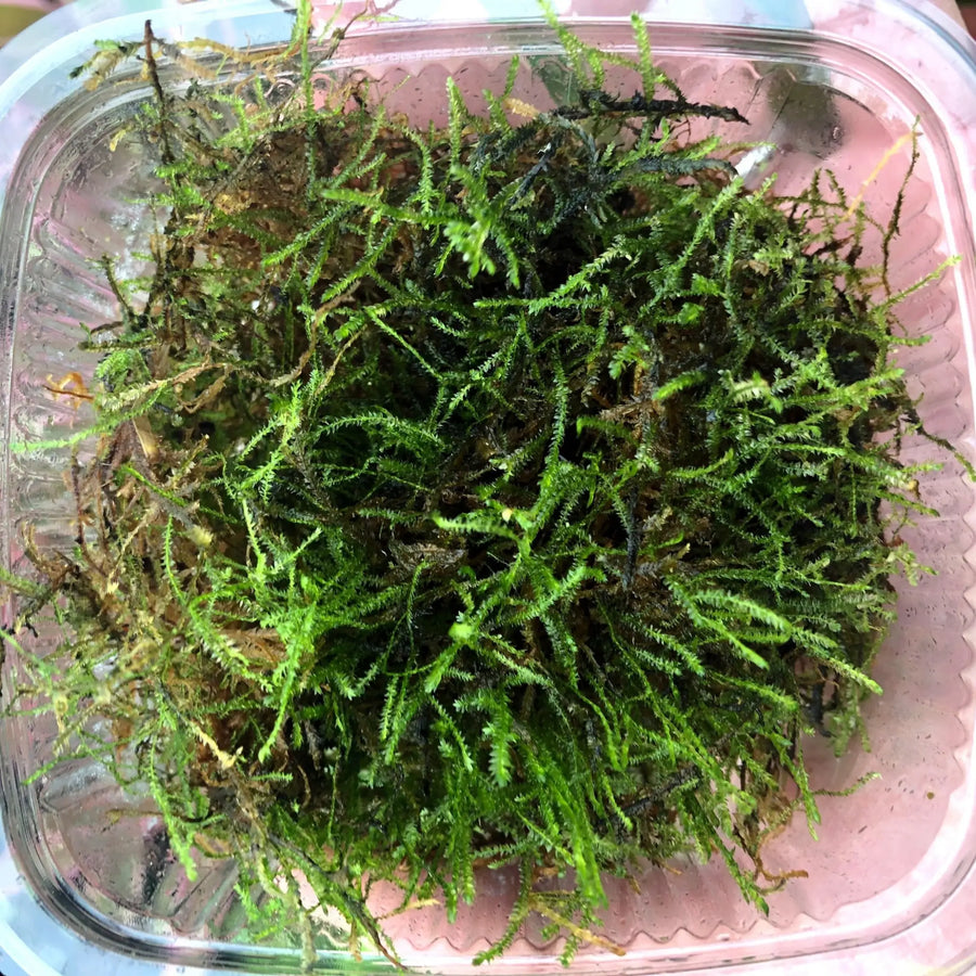 Buy Java Moss (Vesicularia dubyana) - Bulk Pack (PPL622) Online at £11.39 from Reptile Centre