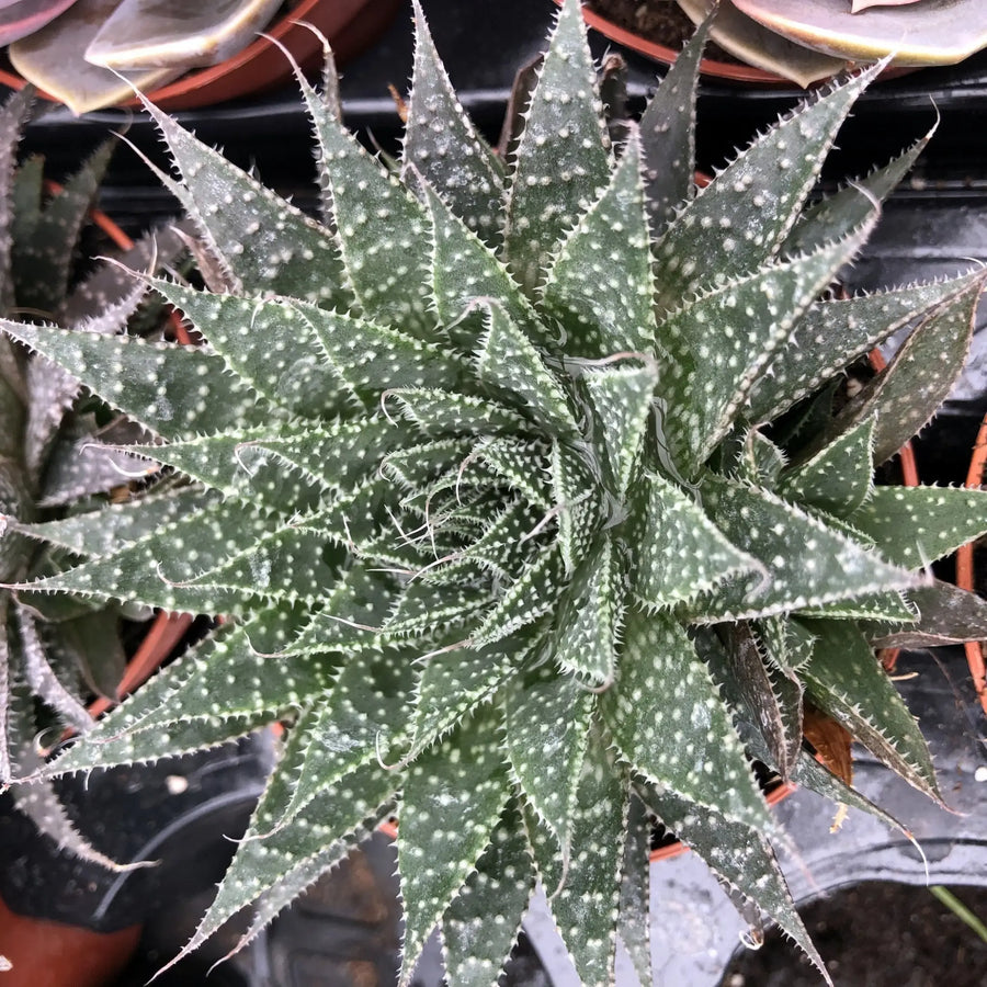 Buy Lace Aloe (Aloe aristata) (PPL001) Online at £3.79 from Reptile Centre