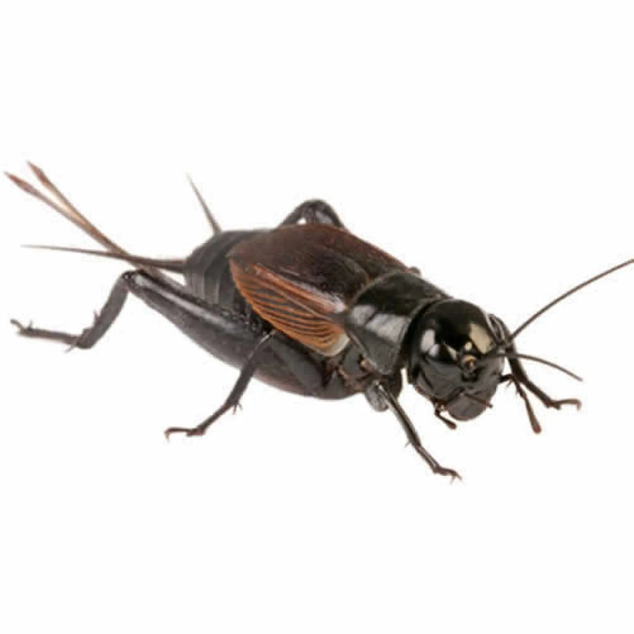 Buy Large Black Crickets 12-20mm (A102) Online at £2.39 from Reptile Centre