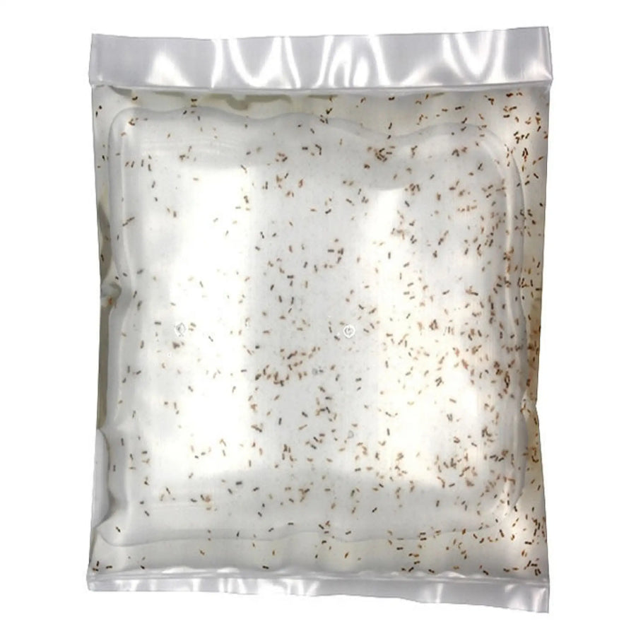 Buy Live Copepods 100ml (A425) Online at £1.57 from Reptile Centre