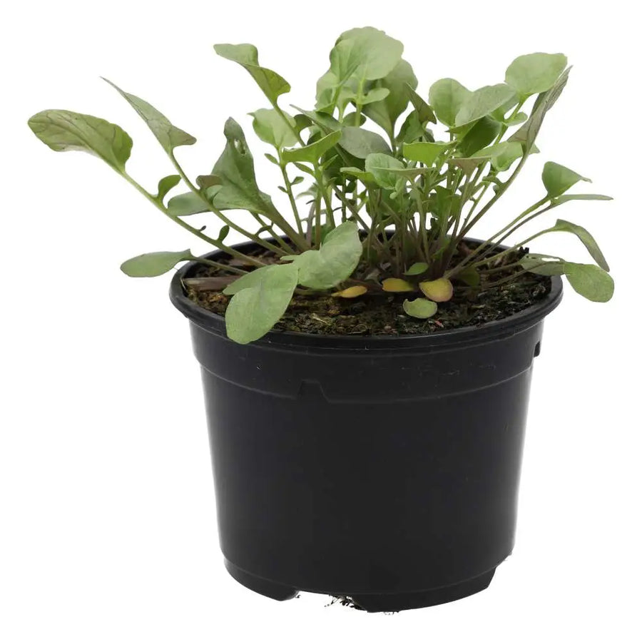 Live Food Plant Land Cress 10cm Pot Live Plants