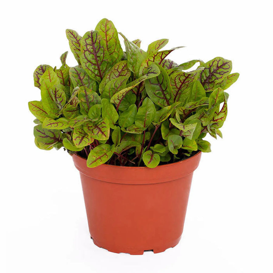 Buy Live Food Plant Red Sorrel 'Red Pixie' (PPL815) Online at £4.74 from Reptile Centre
