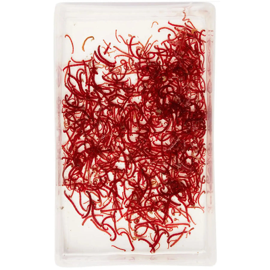 Buy Live Large Bloodworms 100ml (A416) Online at £1.47 from Reptile Centre