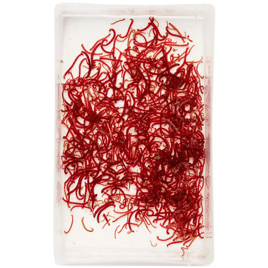 Buy Live Small Bloodworms 100ml (A418) Online at £1.28 from Reptile Centre