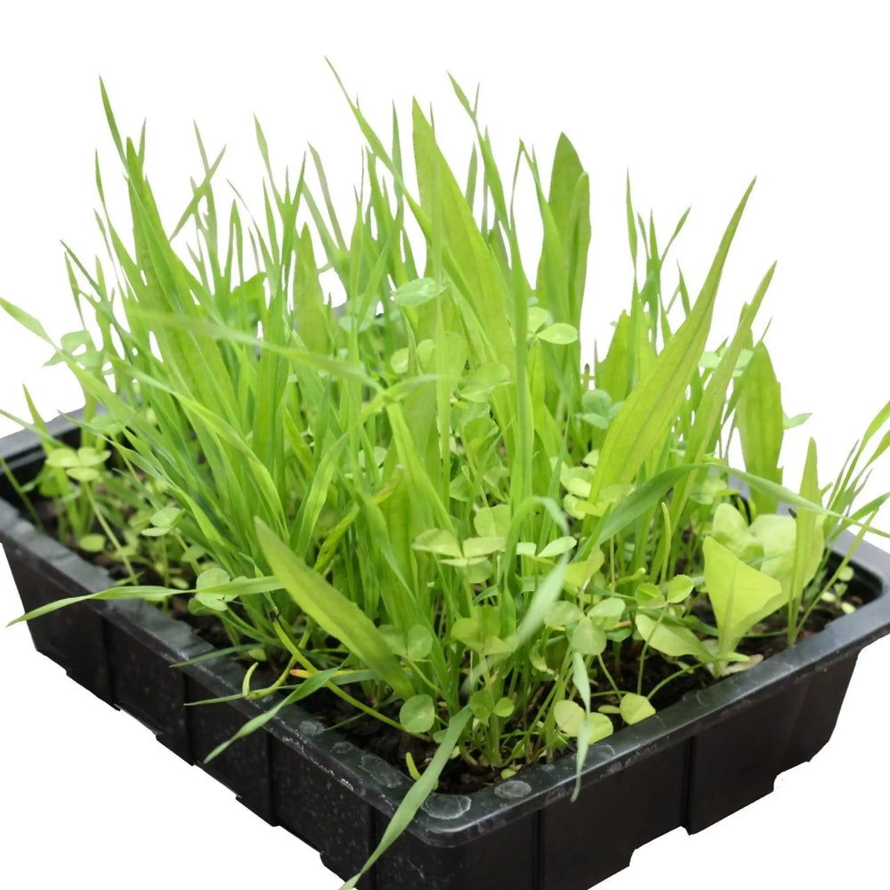 Living Salad Tray Mix Live Plants