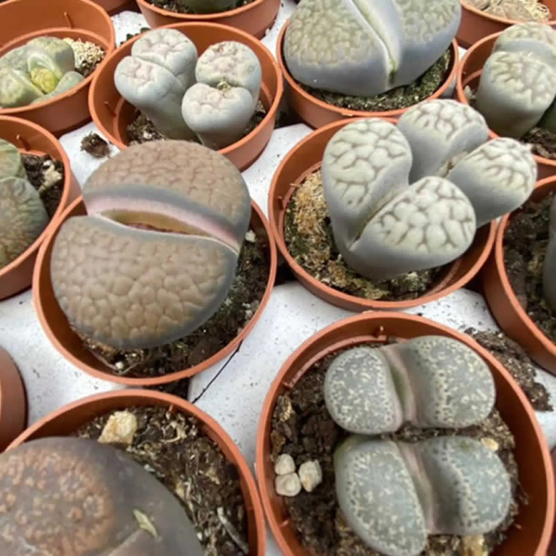 Buy Living Stones (Lithops sp.) (PPL027S) Online at £4.74 from Reptile Centre