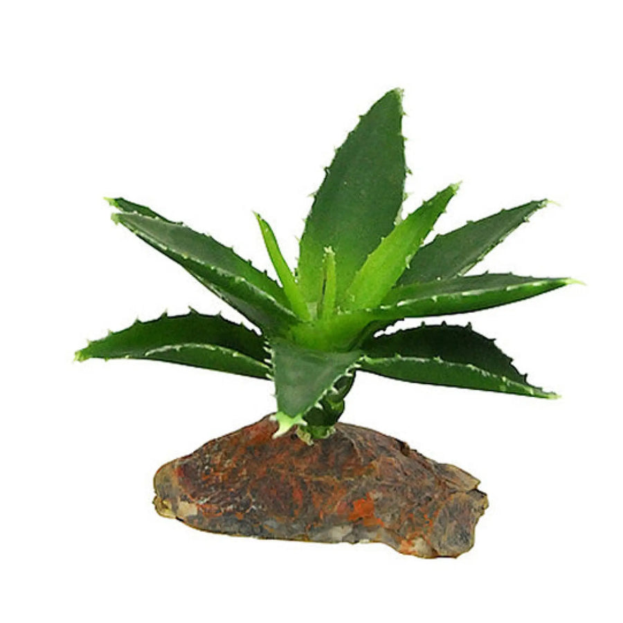 Buy Lucky Reptile Agava small approx 10cm (PLB010) Online at £12.59 from Reptile Centre