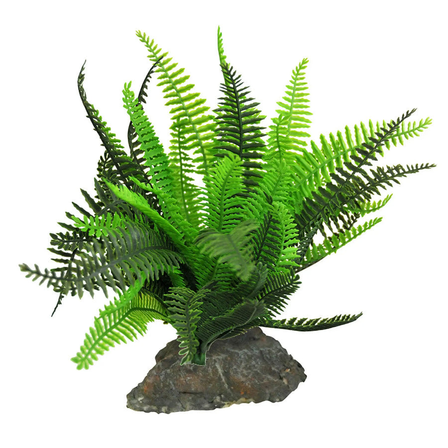 Buy Lucky Reptile Fern (PLP201) Online at £16.39 from Reptile Centre