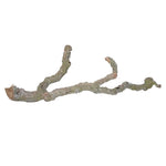 Lucky Reptile Tronchos Branch  - 60-90cm 