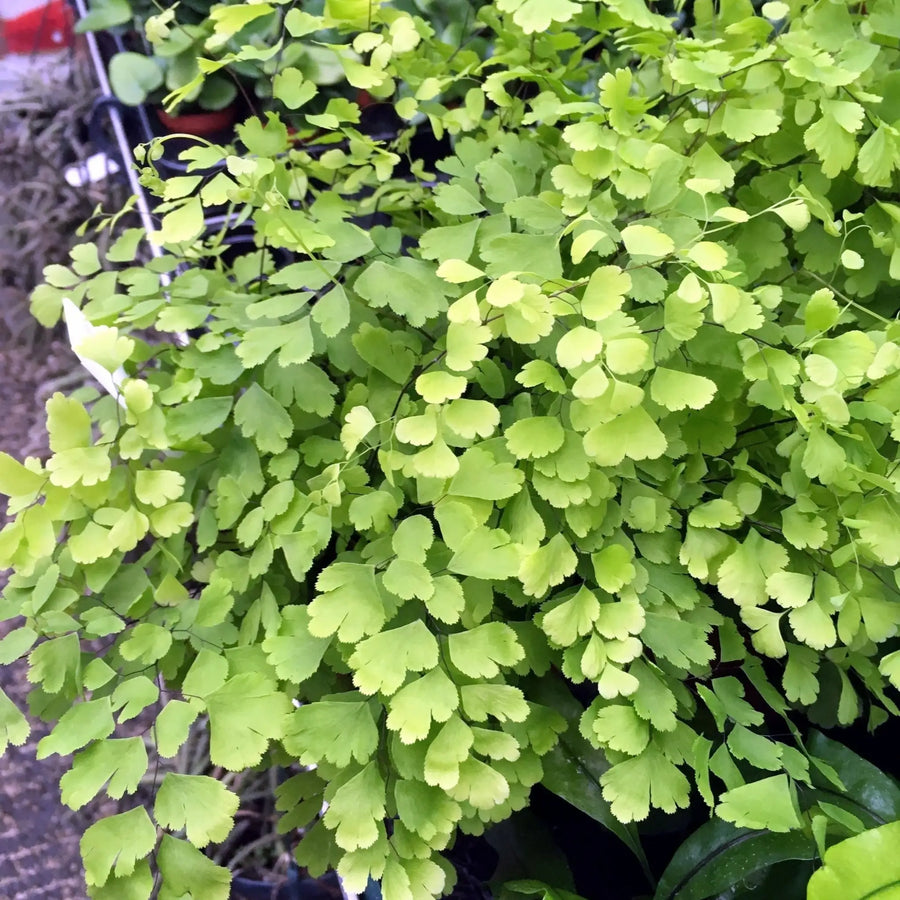 Buy Maidenhair Fern (Adianthum fragans) (PPL445) Online at £8.54 from Reptile Centre