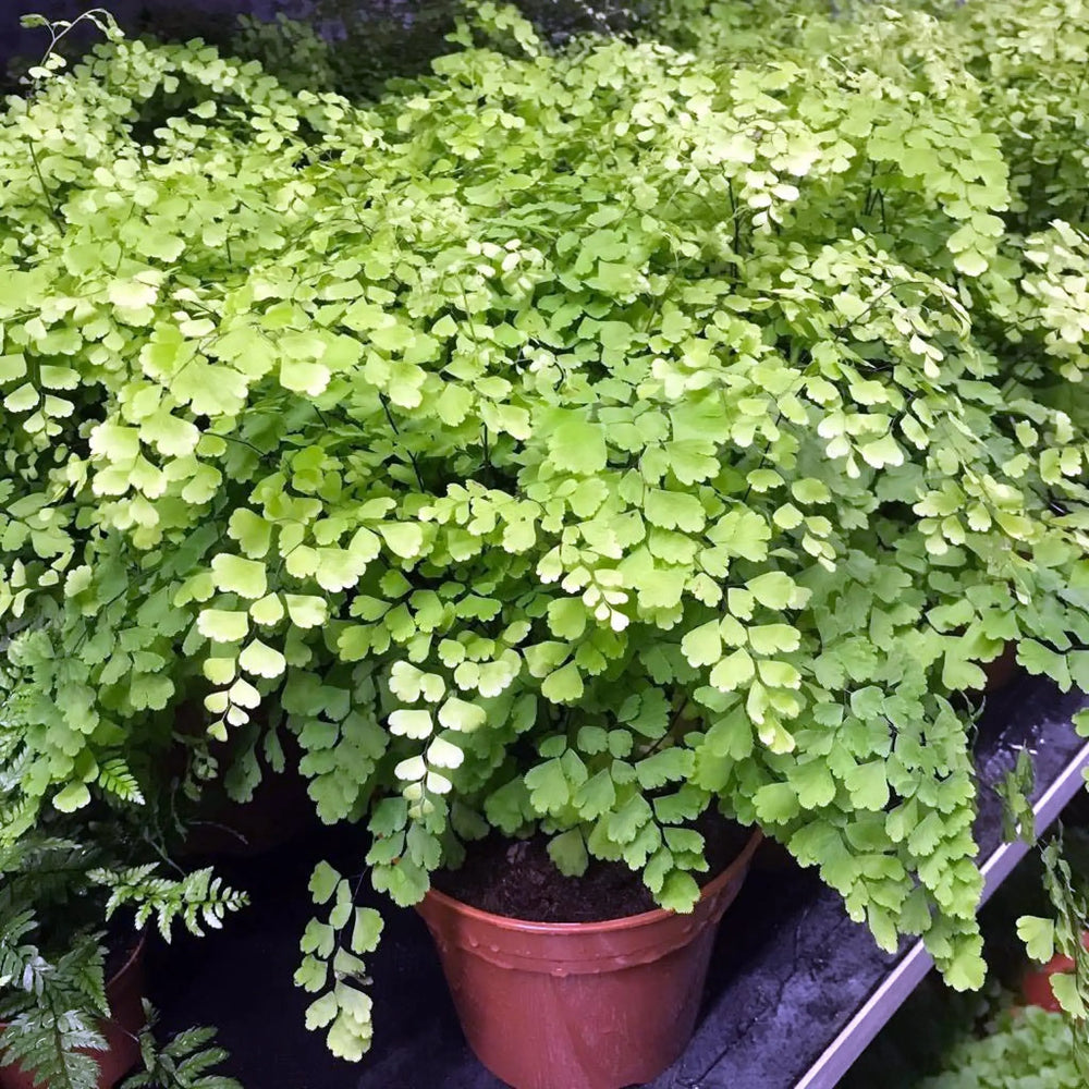 Buy Maidenhair Fern (Adianthum fragans) (PPL445XL) Online at £9.49 from Reptile Centre