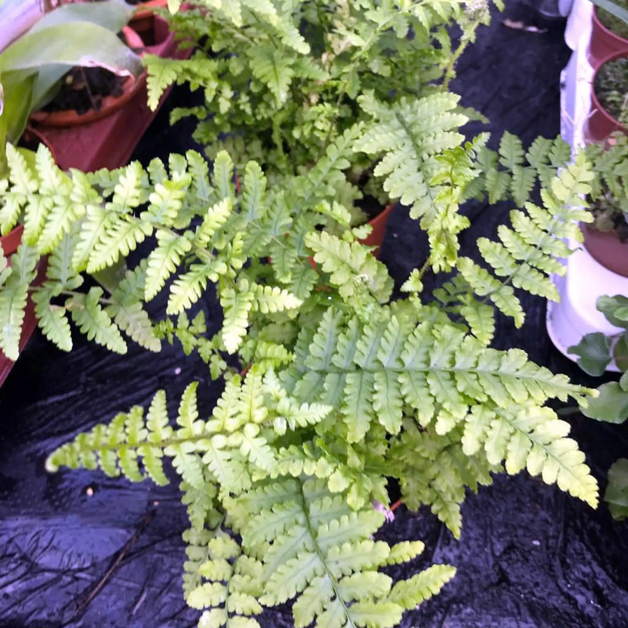 Buy Maidenhair Fern (Adiantum sp.) (PPL441) Online at £5.69 from Reptile Centre
