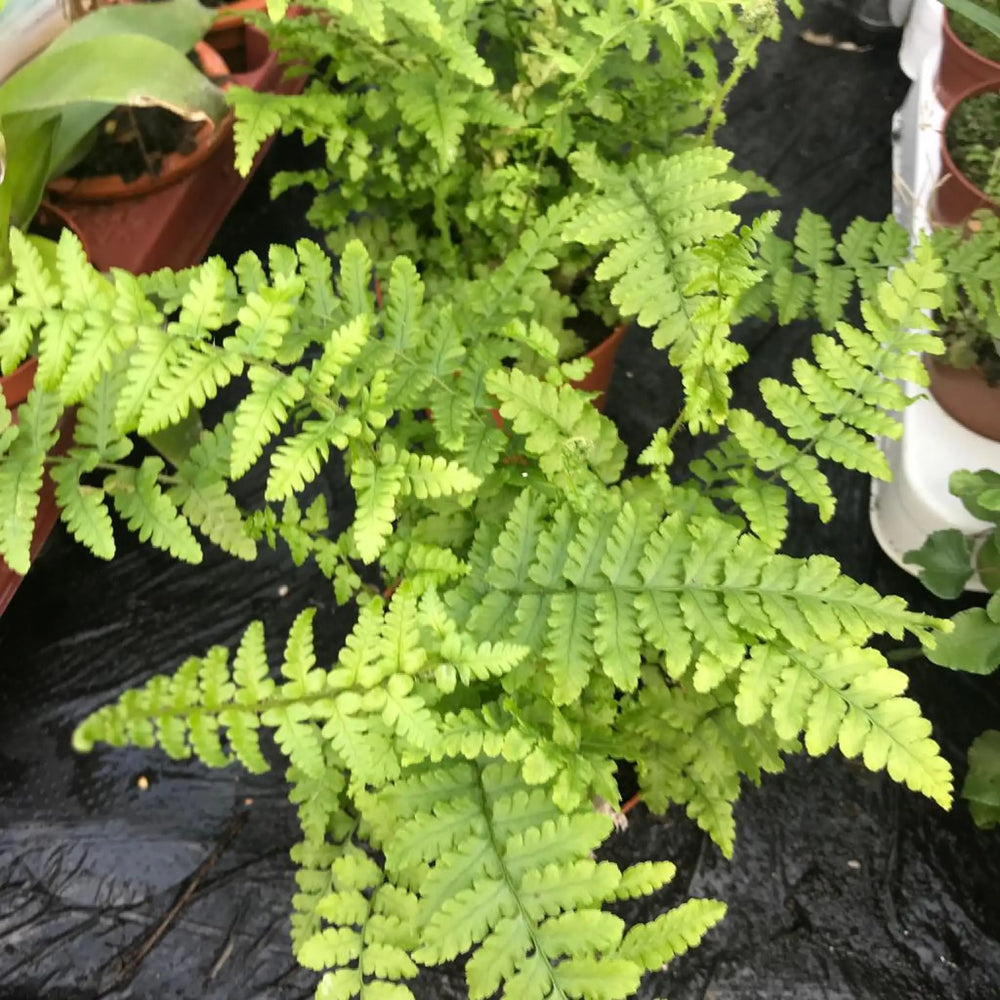 Buy Maidenhair Fern (Adiantum sp.) (PPL441S) Online at £4.74 from Reptile Centre