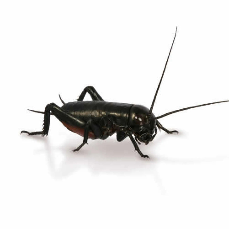 Buy Medium Small Black Crickets 6-8mm (A124) Online at £2.39 from Reptile Centre