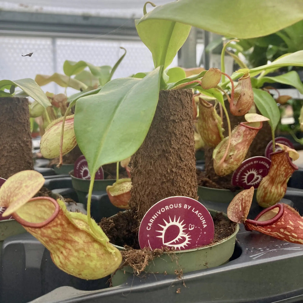 Monkey Cups (Nepenthes Sp.) Medium On Stem Live Plants