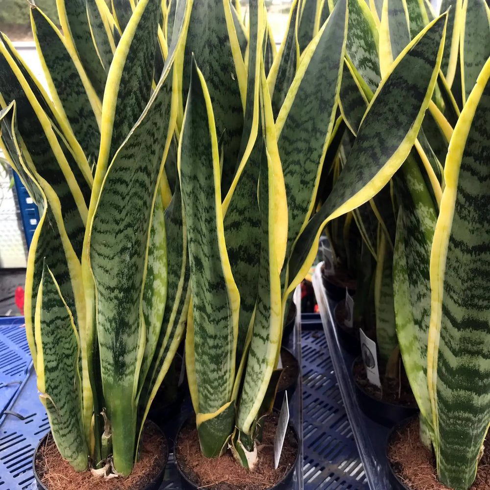 Buy Mother-in-law's Tongue (Sansevieria trifasciata) (PPL036L) Online at £16.14 from Reptile Centre