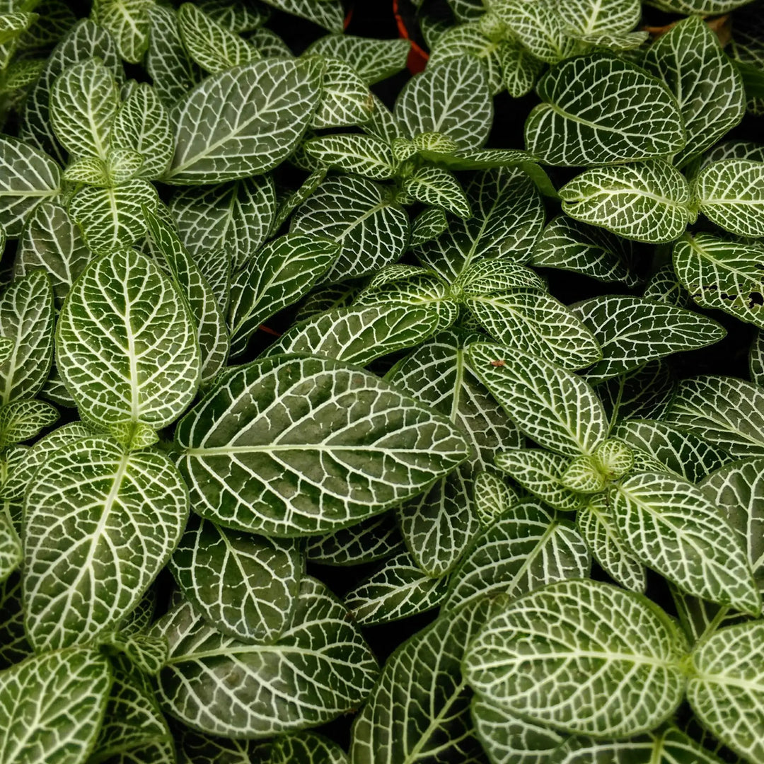 Buy Nerve Plant (Fittonia sp.) (PPL220S) Online at £2.84 from Reptile Centre