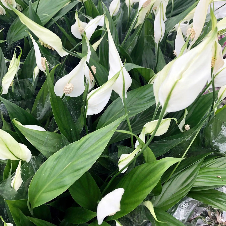Buy Peace Lily (Spathiphyllum sp.) (PPL266) Online at £5.69 from Reptile Centre