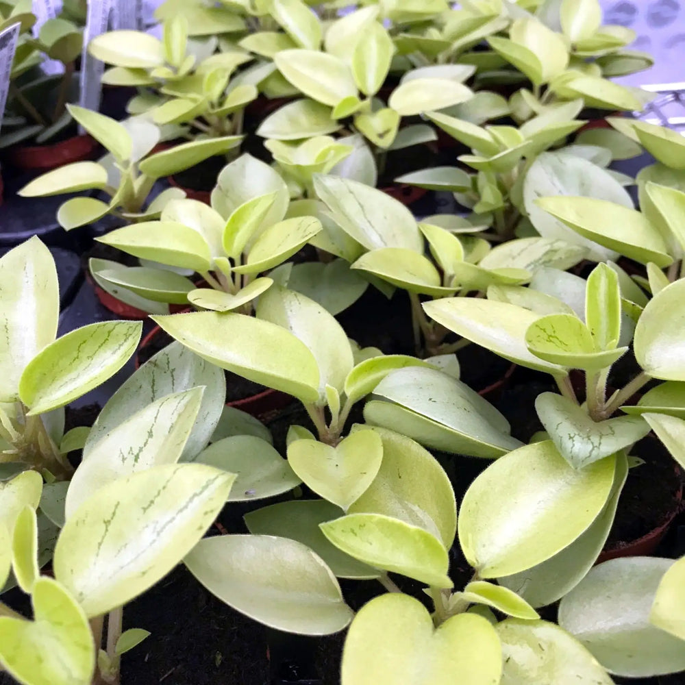 Buy Pixie Peperomia (Peperomia 'Pixie') (PPL290S) Online at £6.64 from Reptile Centre