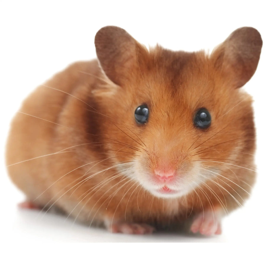 Buy PLT Frozen Dwarf Hamsters 20g+ (ZH02005) Online at £14.79 from Reptile Centre