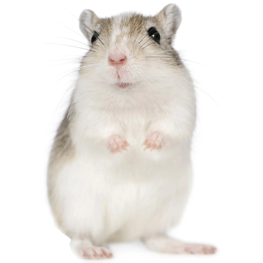 Buy PLT Frozen Gerbils 20g+ (ZD02005) Online at £31.09 from Reptile Centre