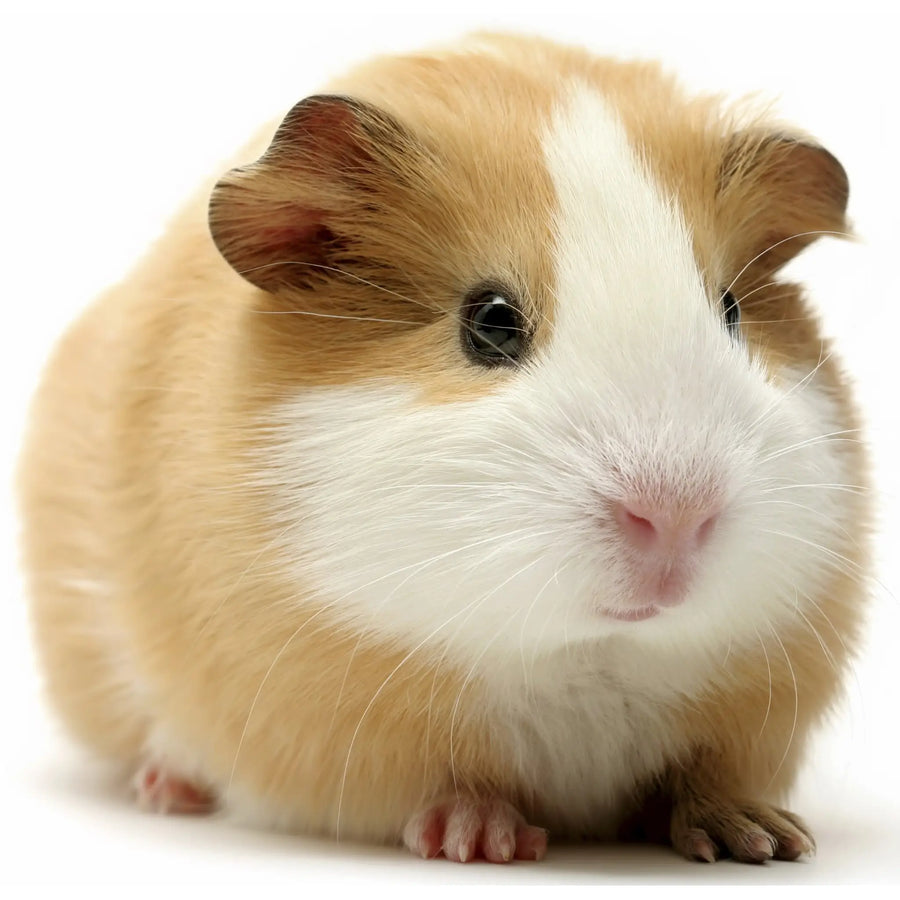 Buy PLT Frozen Guinea Pig 100g+ (ZG01001) Online at £5.79 from Reptile Centre