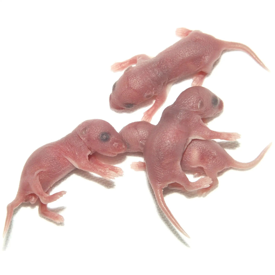 Buy PLT Frozen Mice Large Pinkies 2g+ (ZM02010) Online at £4.99 from Reptile Centre