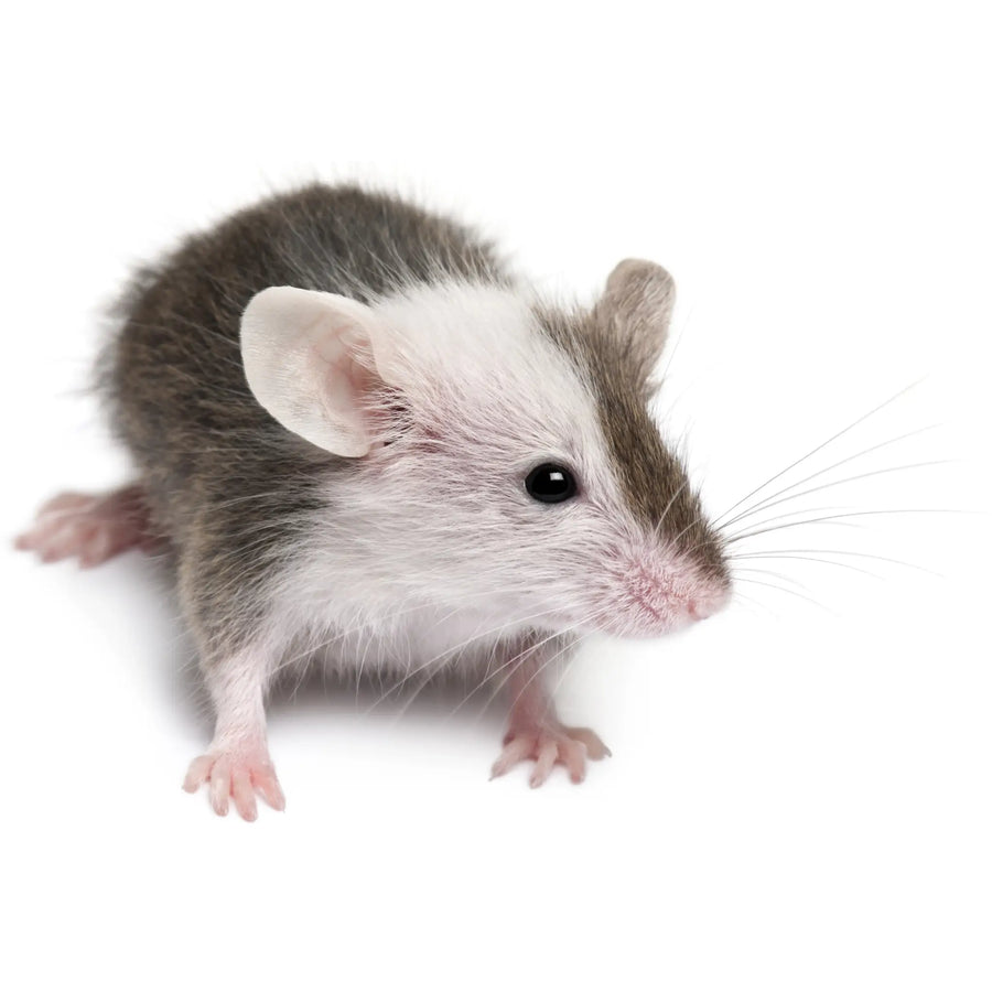Buy PLT Frozen Mice Small 10g+ (ZM10010) Online at £10.69 from Reptile Centre