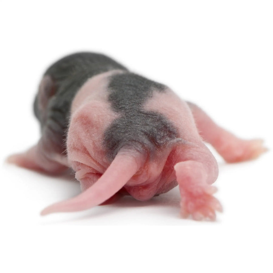 Buy PLT Frozen Rats Pups 4g+ (ZR00410) Online at £9.29 from Reptile Centre