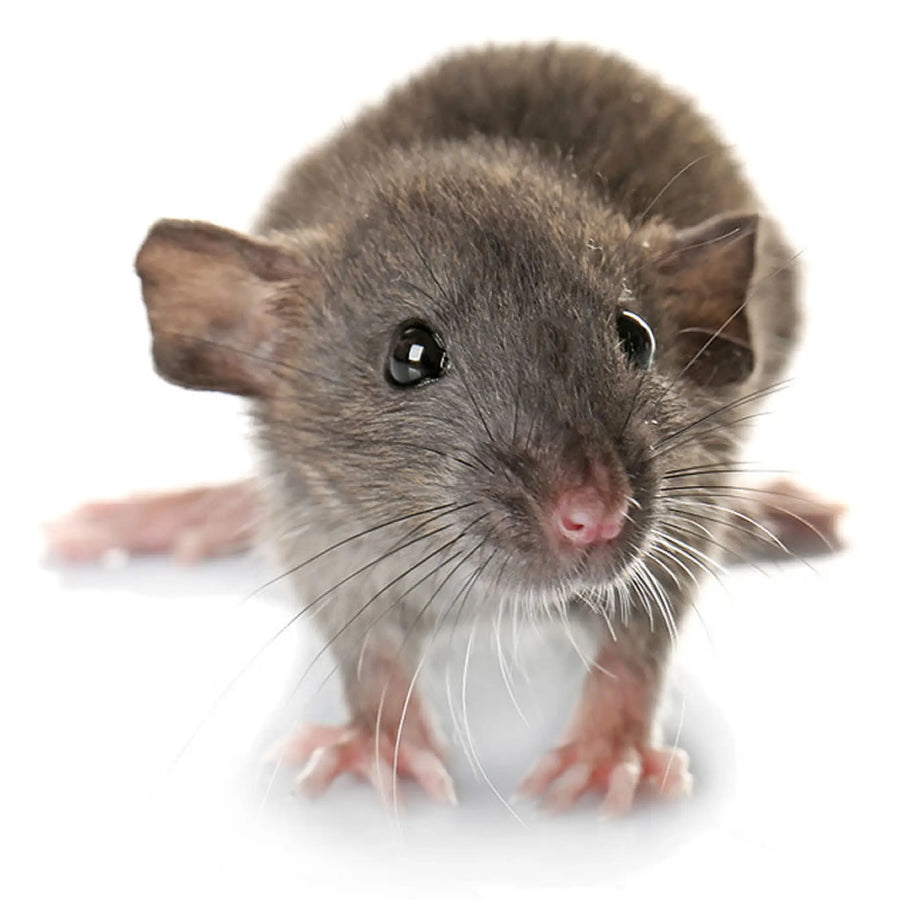 Buy PLT Frozen Rats Weaner Small 30g+ (ZR03010) Online at £20.59 from Reptile Centre
