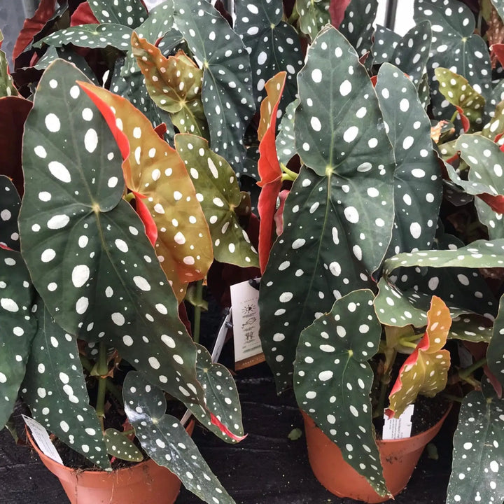 Buy Polka Dot Begonia (Begonia maculata) (PPL277XL) Online at £28.49 from Reptile Centre
