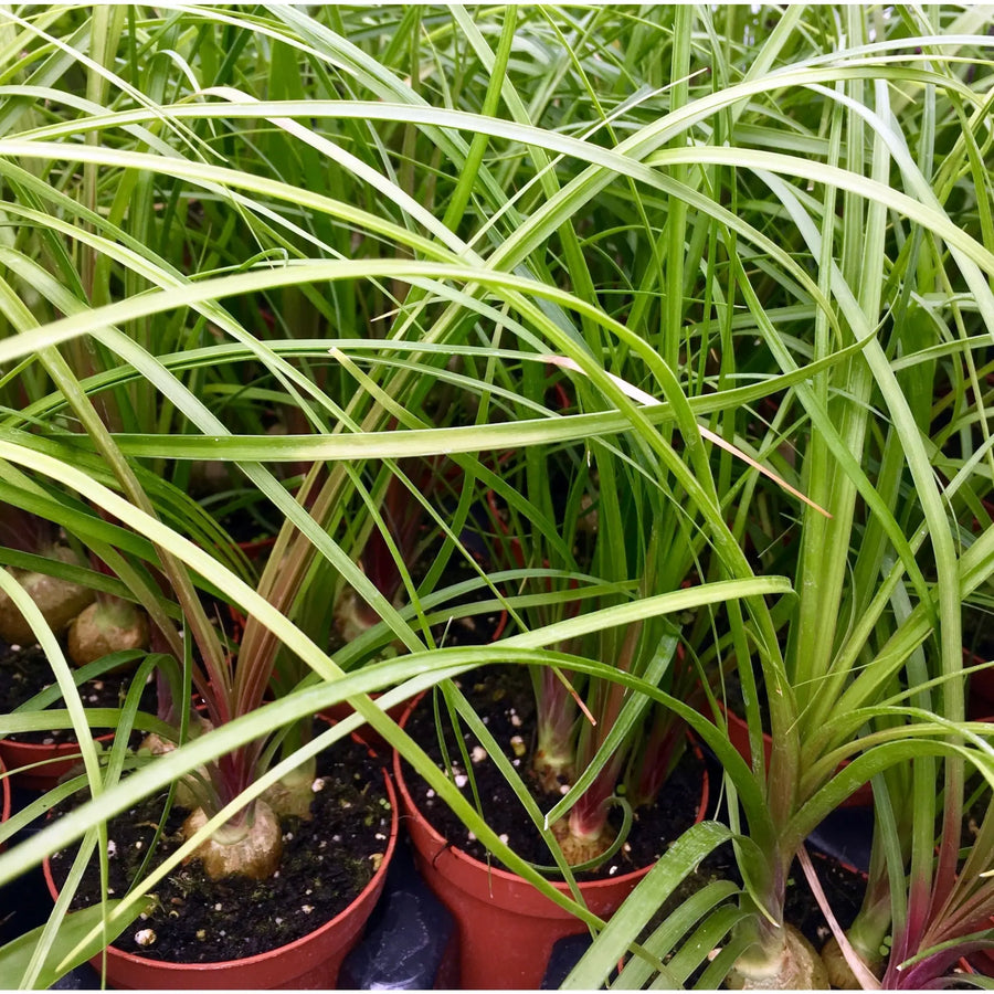 Buy Ponytail palm (Nolina recurvata) (PPL239) Online at £5.69 from Reptile Centre