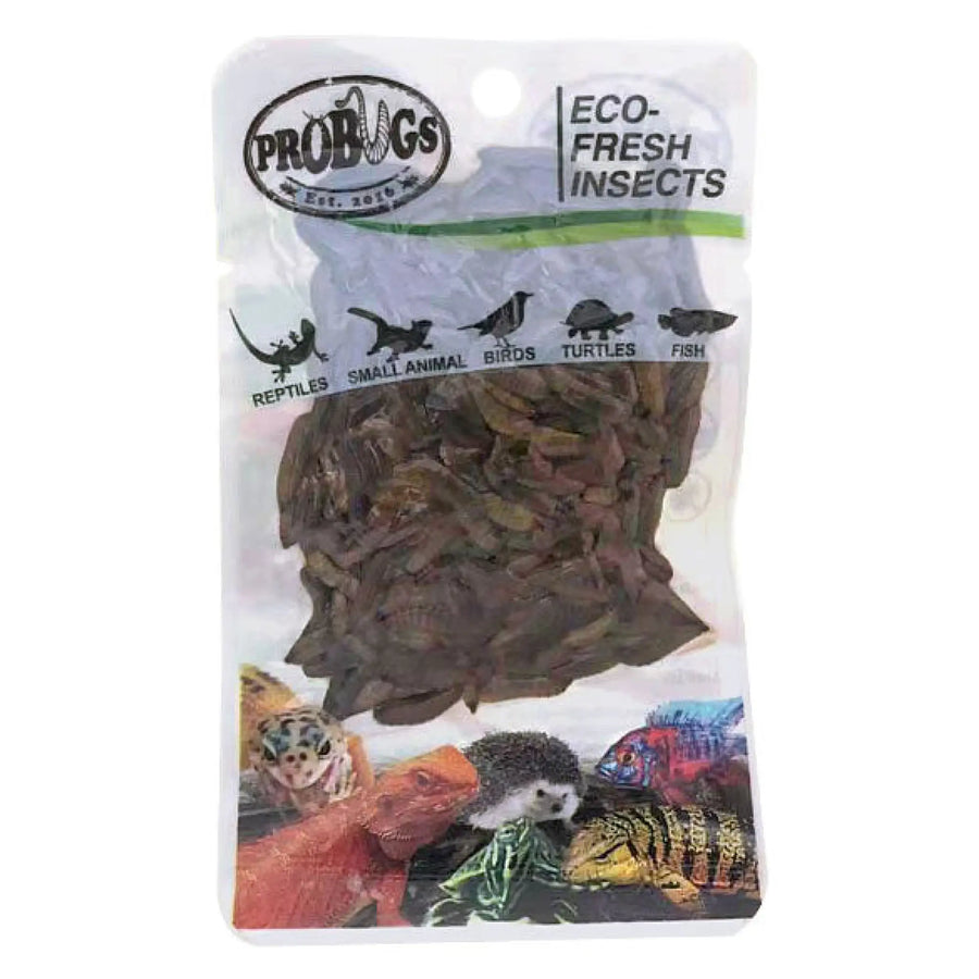 Buy ProBugs Eco Fresh Black Soldier Fly Larvae 20g (Q-FBG035) Online at £2.37 from Reptile Centre