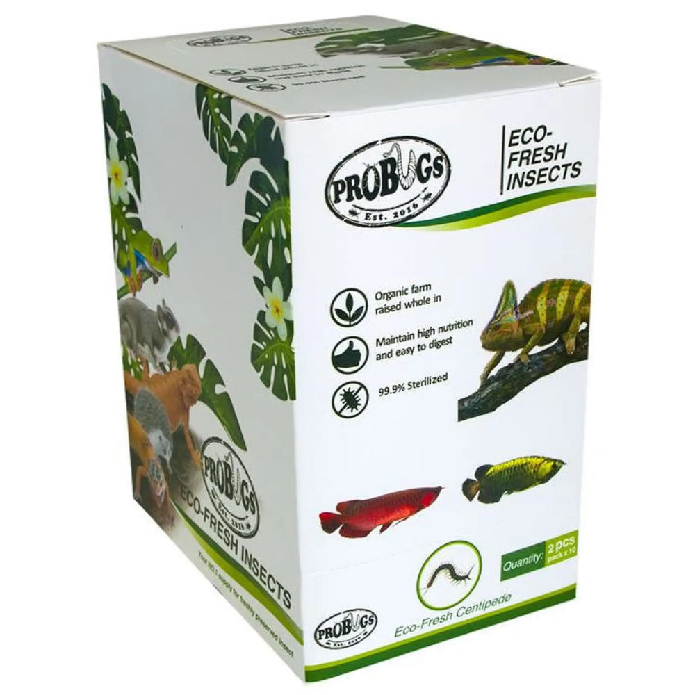 Buy ProBugs Eco Fresh Centipedes 2pcs (FBG045) Online at £82.59 from Reptile Centre