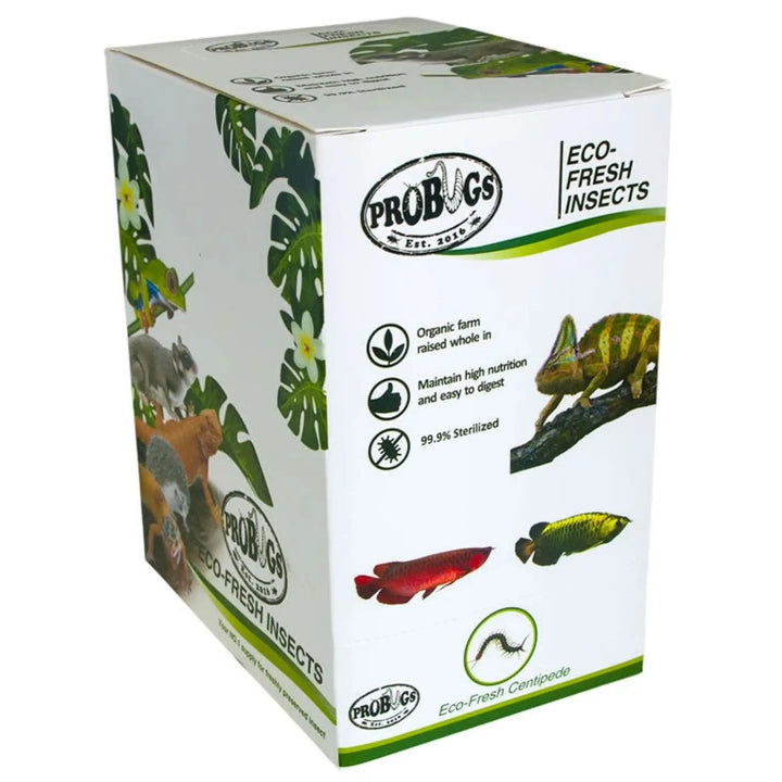 Buy ProBugs Eco Fresh Centipedes 2pcs (FBG055) Online at £68.19 from Reptile Centre