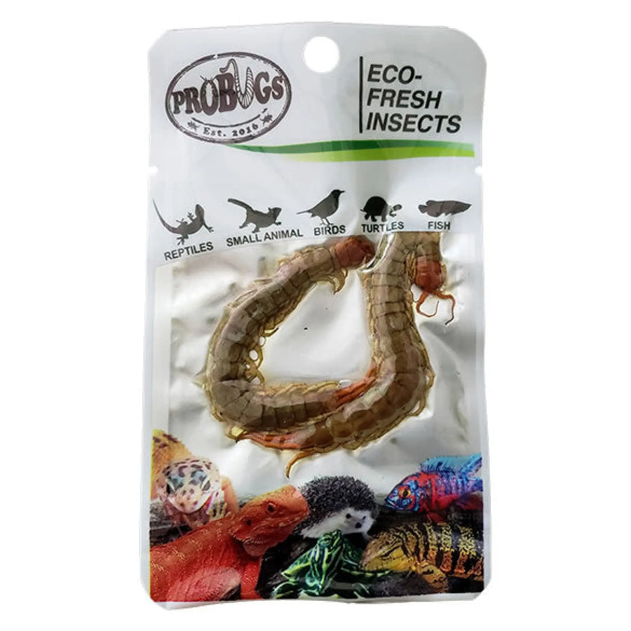 Buy ProBugs Eco Fresh Centipedes 2pcs (Q-FBG045) Online at £8.26 from Reptile Centre