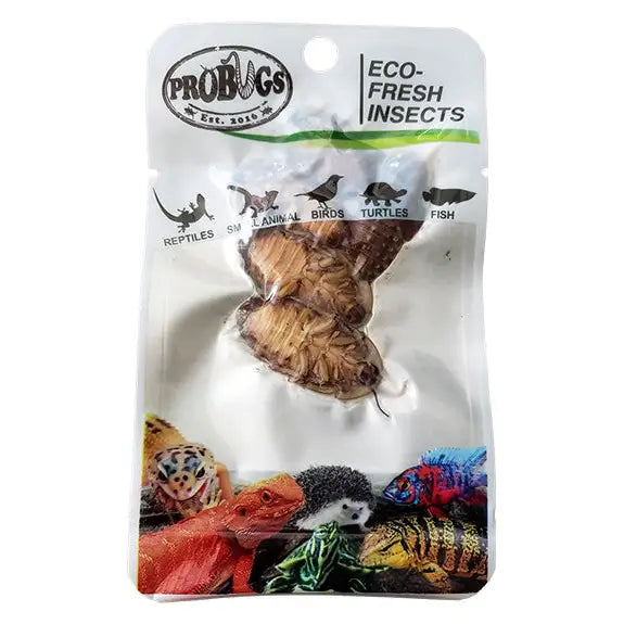 Buy ProBugs Eco Fresh Dubia Cockroachs 5pcs (Q-FBG020) Online at £2.37 from Reptile Centre