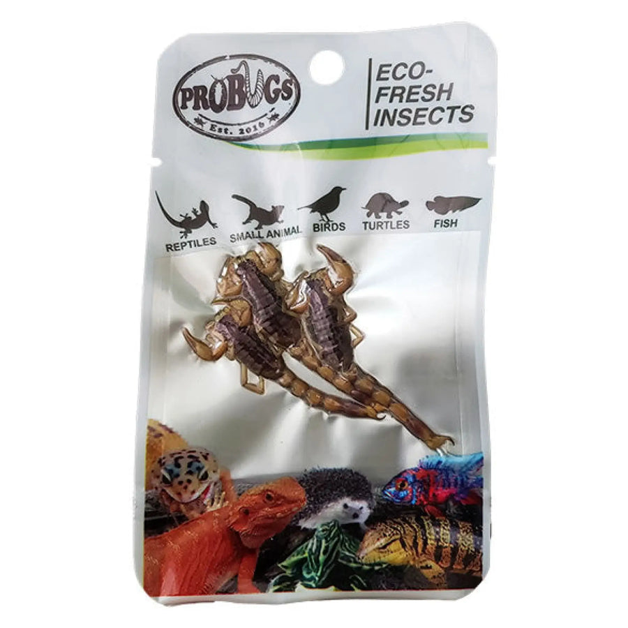 Buy ProBugs Eco Fresh Scorpions 3pcs (Q-FBG040) Online at £5.60 from Reptile Centre