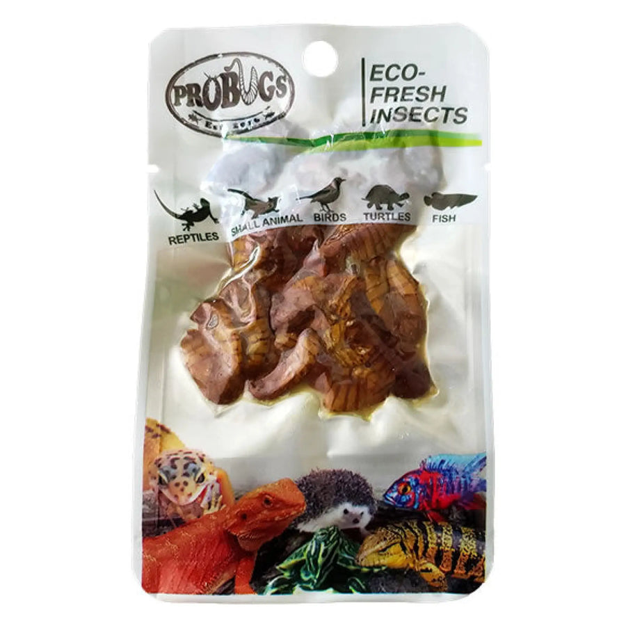 Buy ProBugs Eco Fresh Silkworm pupae 15g (Q-FBG030) Online at £2.37 from Reptile Centre