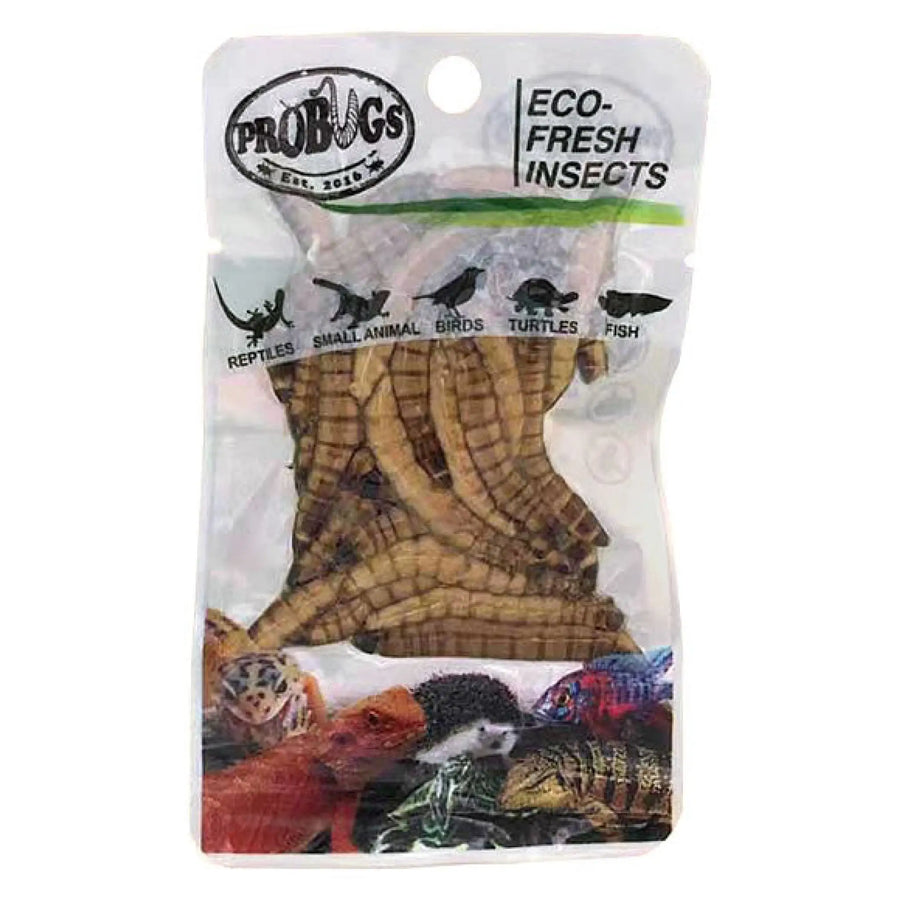 Buy ProBugs Eco Fresh Superworms 20g (Q-FBG010) Online at £1.89 from Reptile Centre