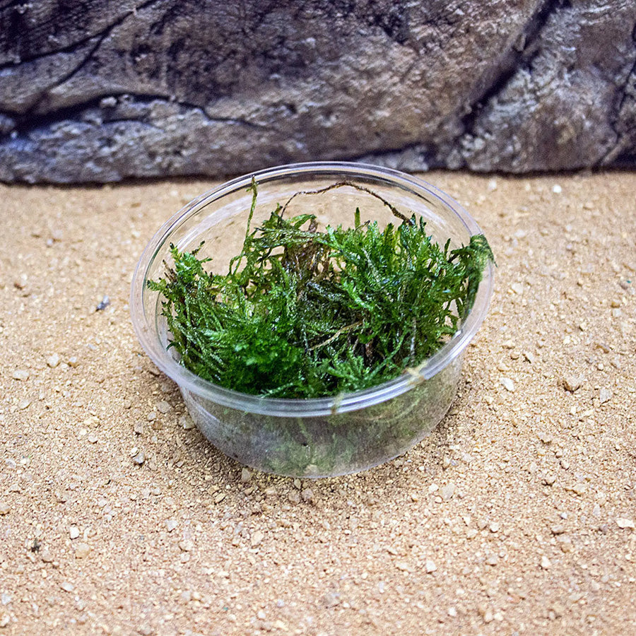 Buy ProRep Live Plant Spikey Moss (PPL612) Online at £4.74 from Reptile Centre