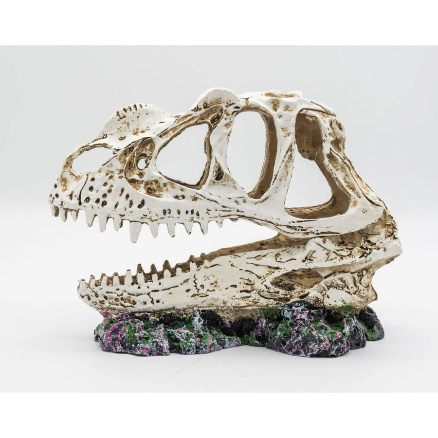 Buy ProRep Resin Ceratosuarus Skull 19x9x14cm (DPS040) Online at £23.19 from Reptile Centre