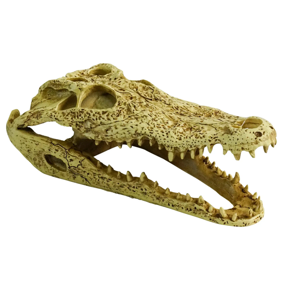 Prorep Resin Crocodile Skull 24X11.5X9Cm Decor