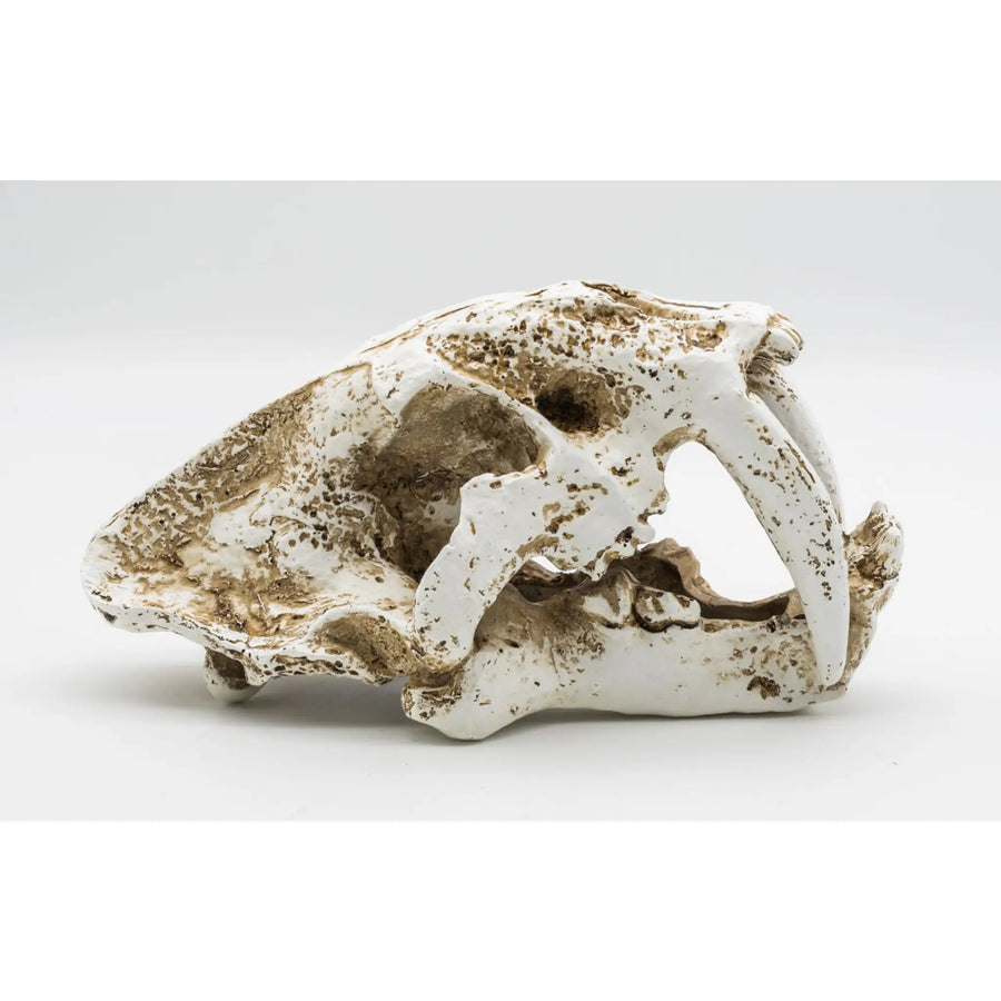 Buy ProRep Resin Smilodon Skull 2 19.5x10.5x11cm (DPS060) Online at £14.69 from Reptile Centre
