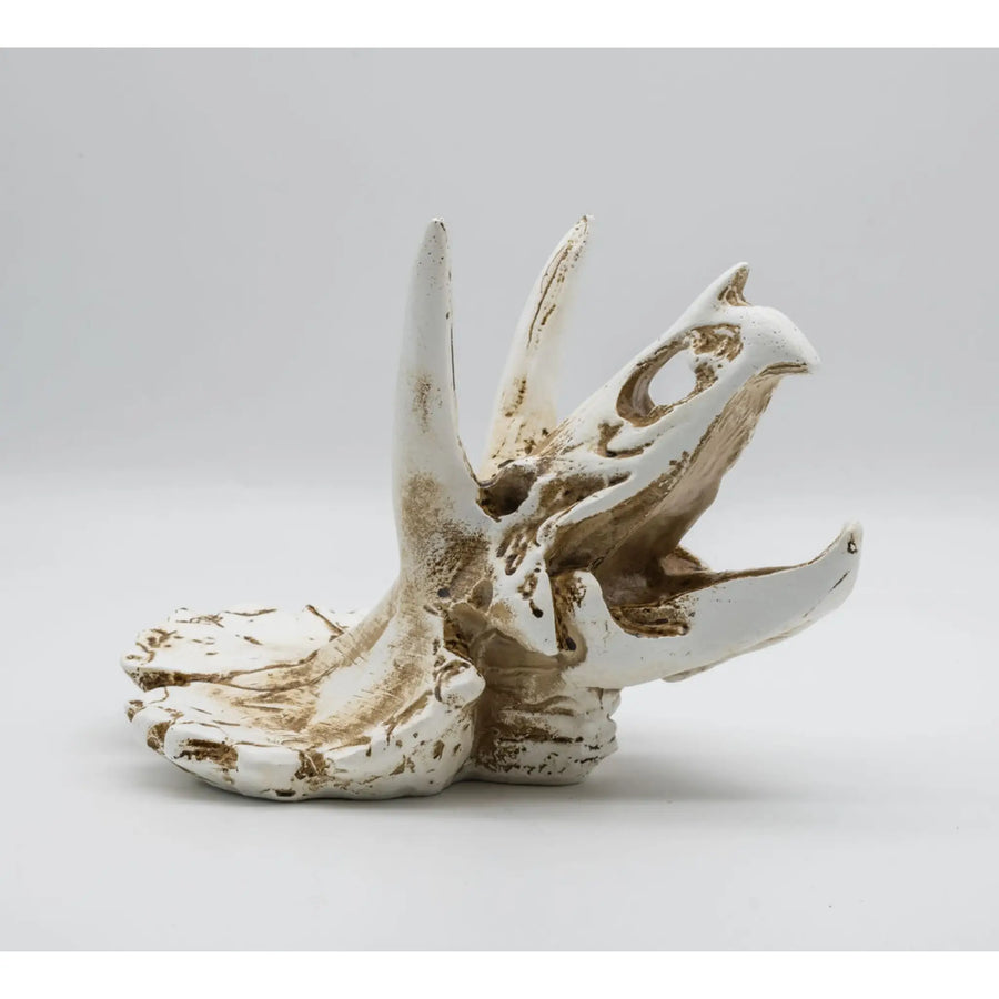 Buy ProRep Resin Triceratops Skull 17x12x12.5cm (DPS035) Online at £12.79 from Reptile Centre