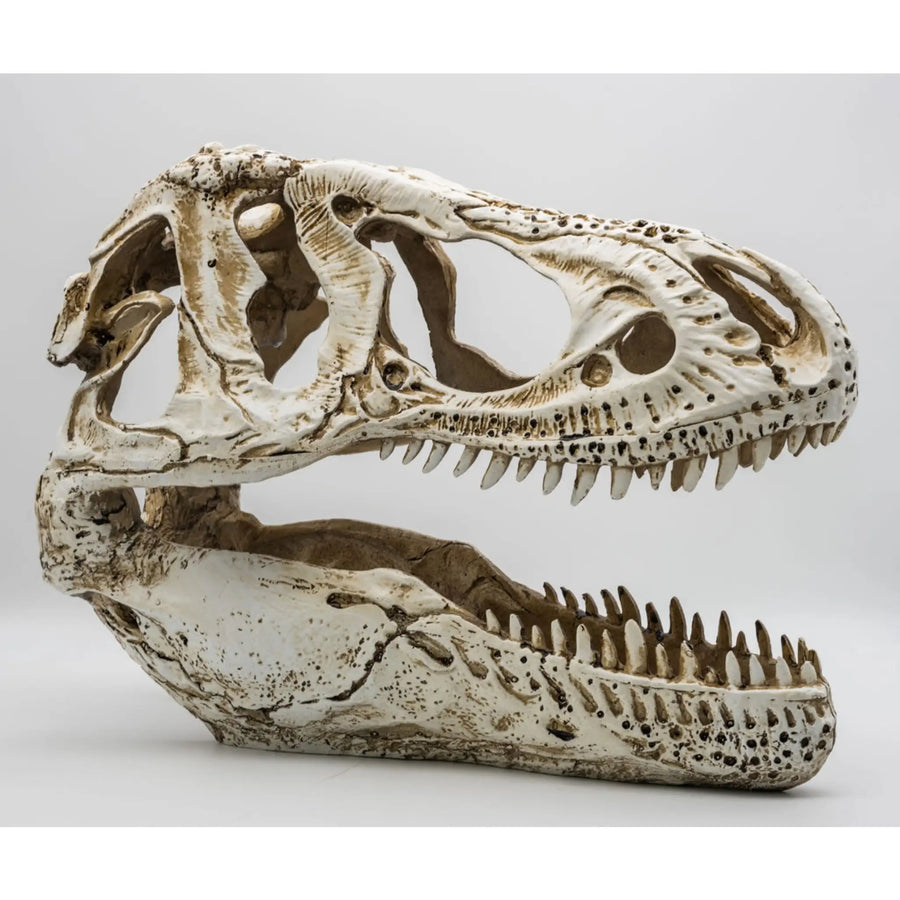 Buy ProRep Resin XL T-Rex Skull 38.5x18x28cm (DPS065) Online at £80.09 from Reptile Centre
