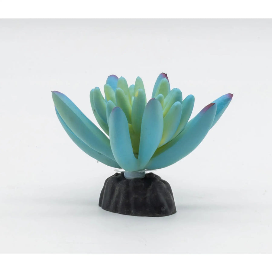 Buy ProRep Sedum Plant Blue 10cm (PPP211) Online at £2.89 from Reptile Centre