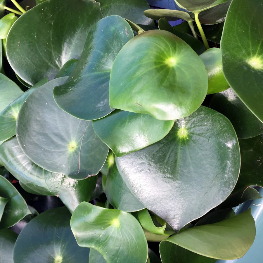 Buy Raindrop Peperomia (Peperomia polybotrya 'Raindrop') (PPL418) Online at £11.39 from Reptile Centre