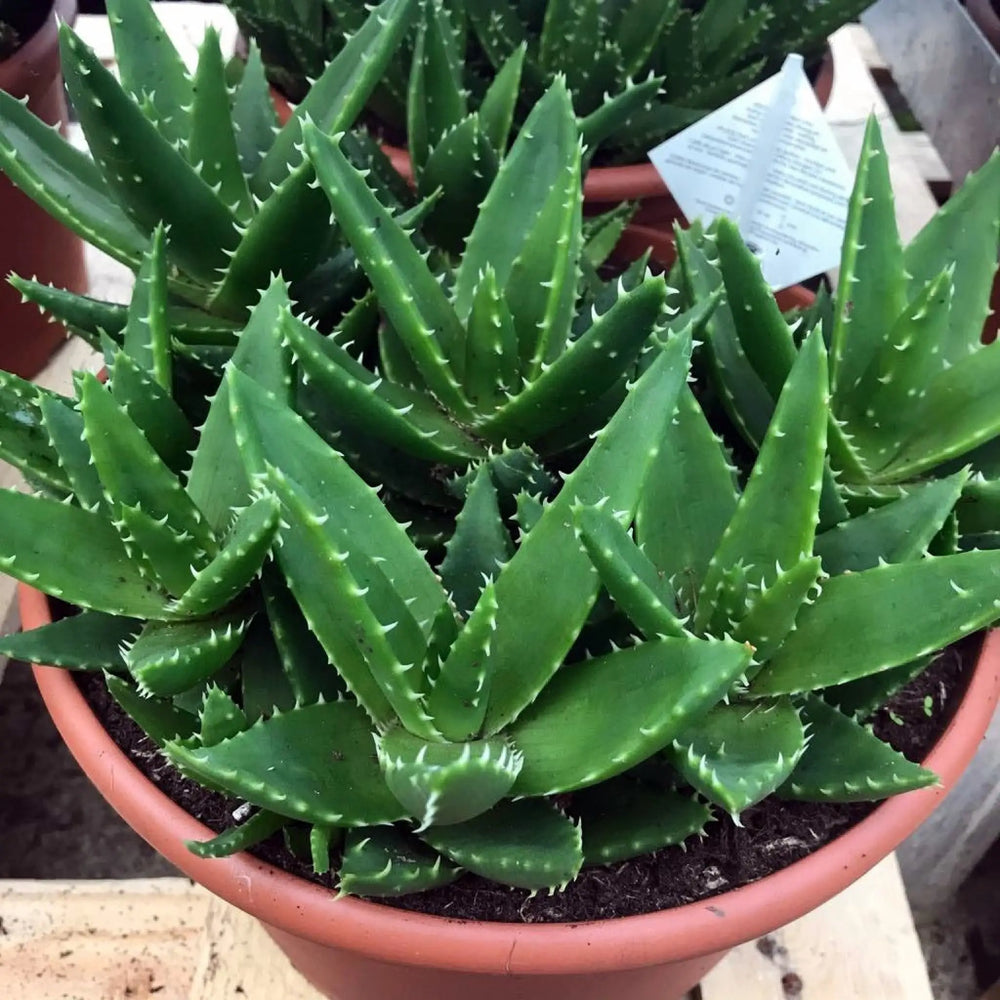 Buy Rubble Aloe (Aloe mitriformis) (PPL002XL) Online at £24.69 from Reptile Centre