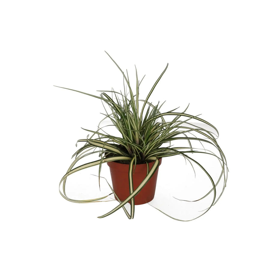 Sedge Grass ’Evergold’ (Carex Hachijoensis) Medium Live Plants